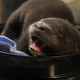 Illustration for article titled TGIF: Show Us Your Squee!